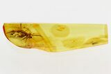 Fossil Planthopper and Winged Aphid In Baltic Amber #284640-1